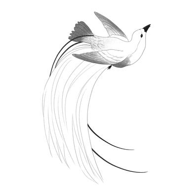 Bird of Paradise